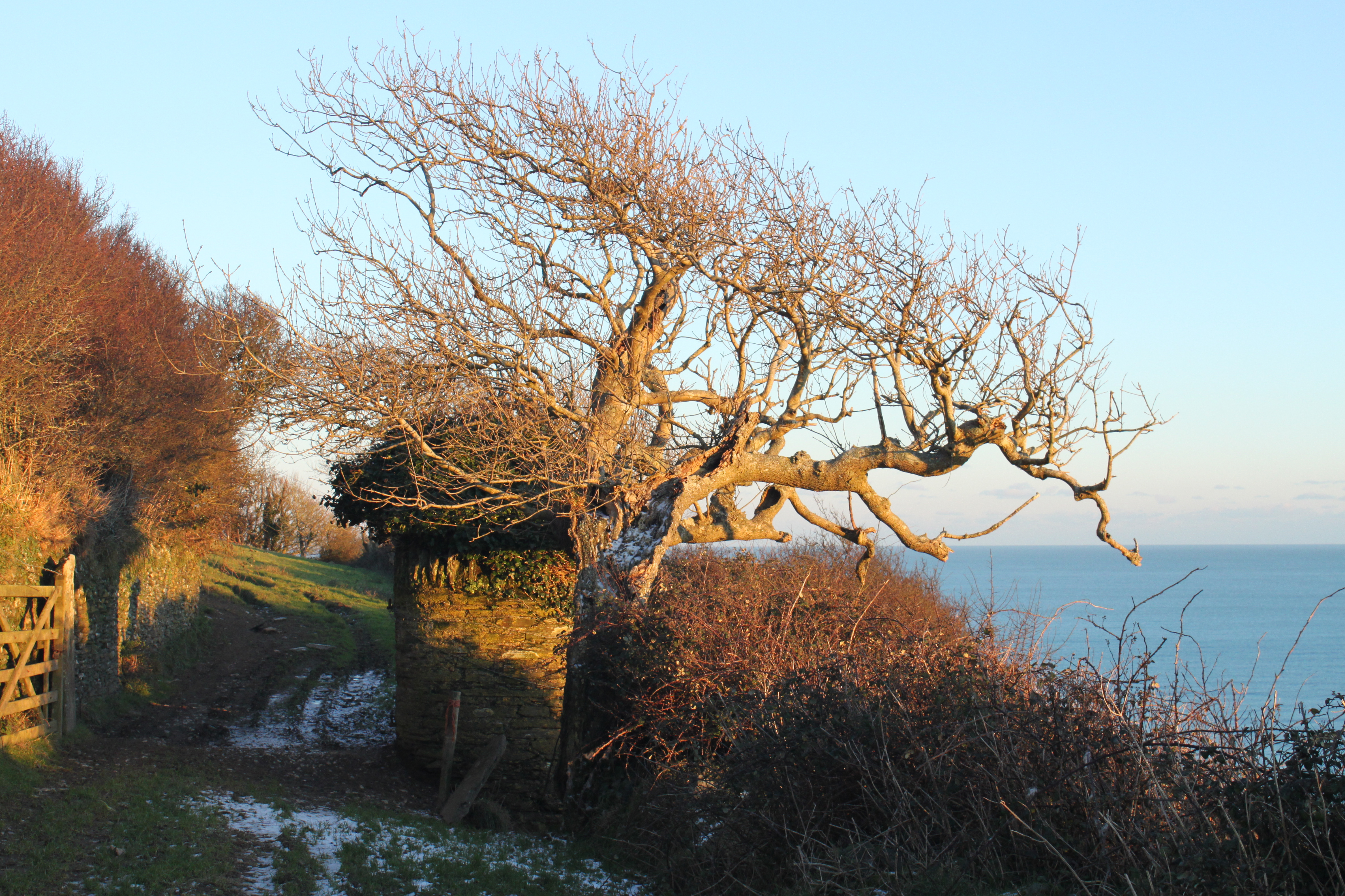An ancient tree, quite possibly Ash, standing proud along the coast