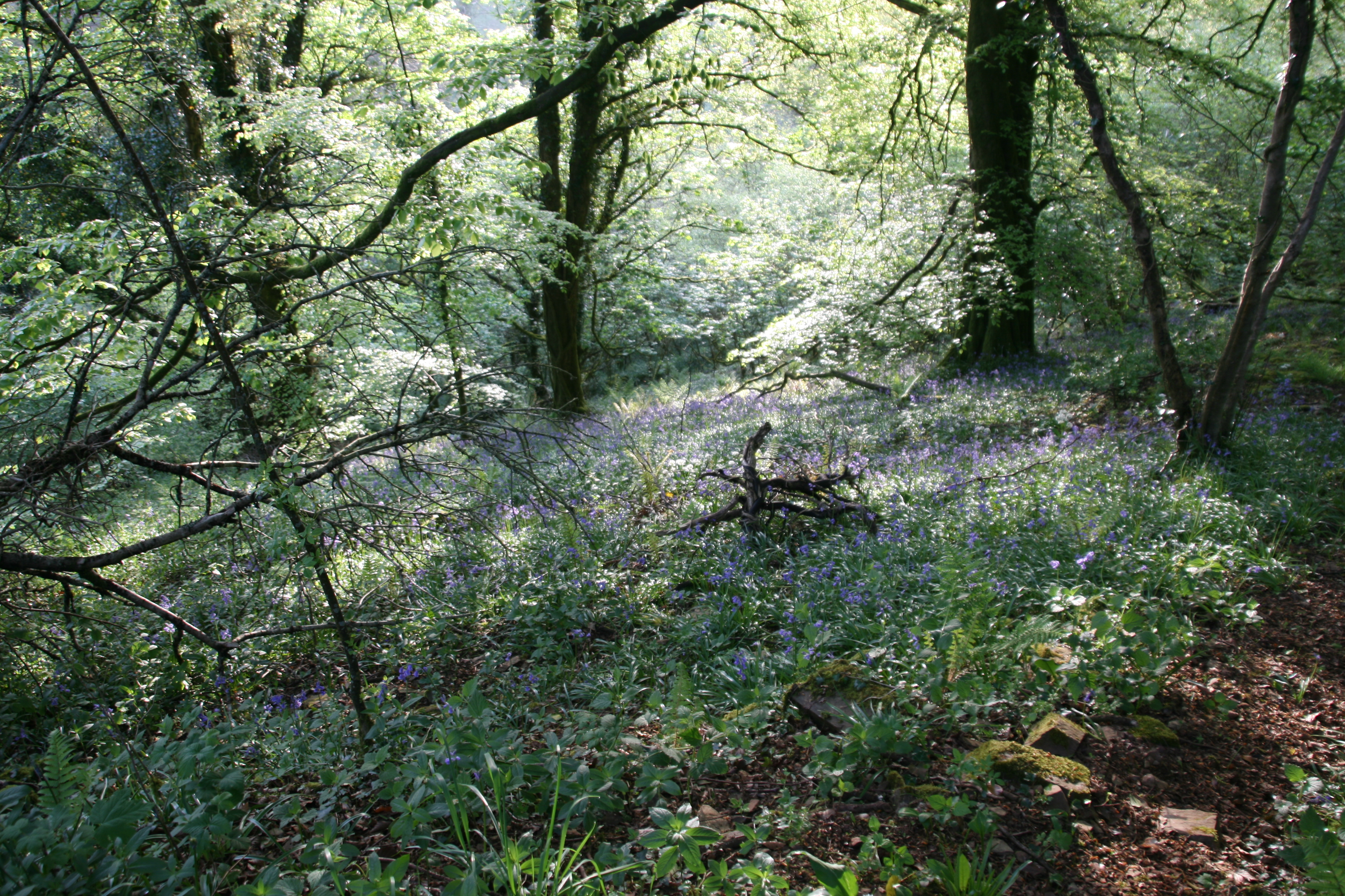 Bluebells in the woods