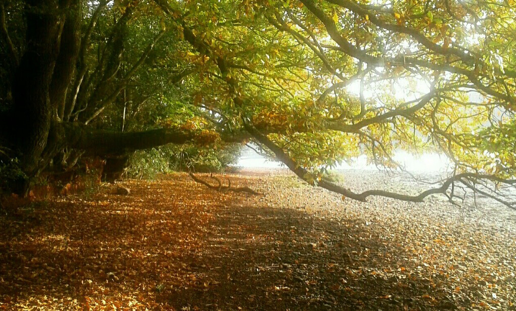 Ria oaks grow along the edges of our saline estuaries