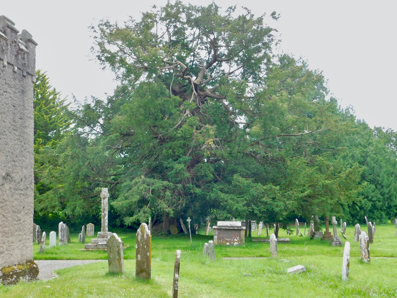 An ancient Yew Tree in Satverton churchyard