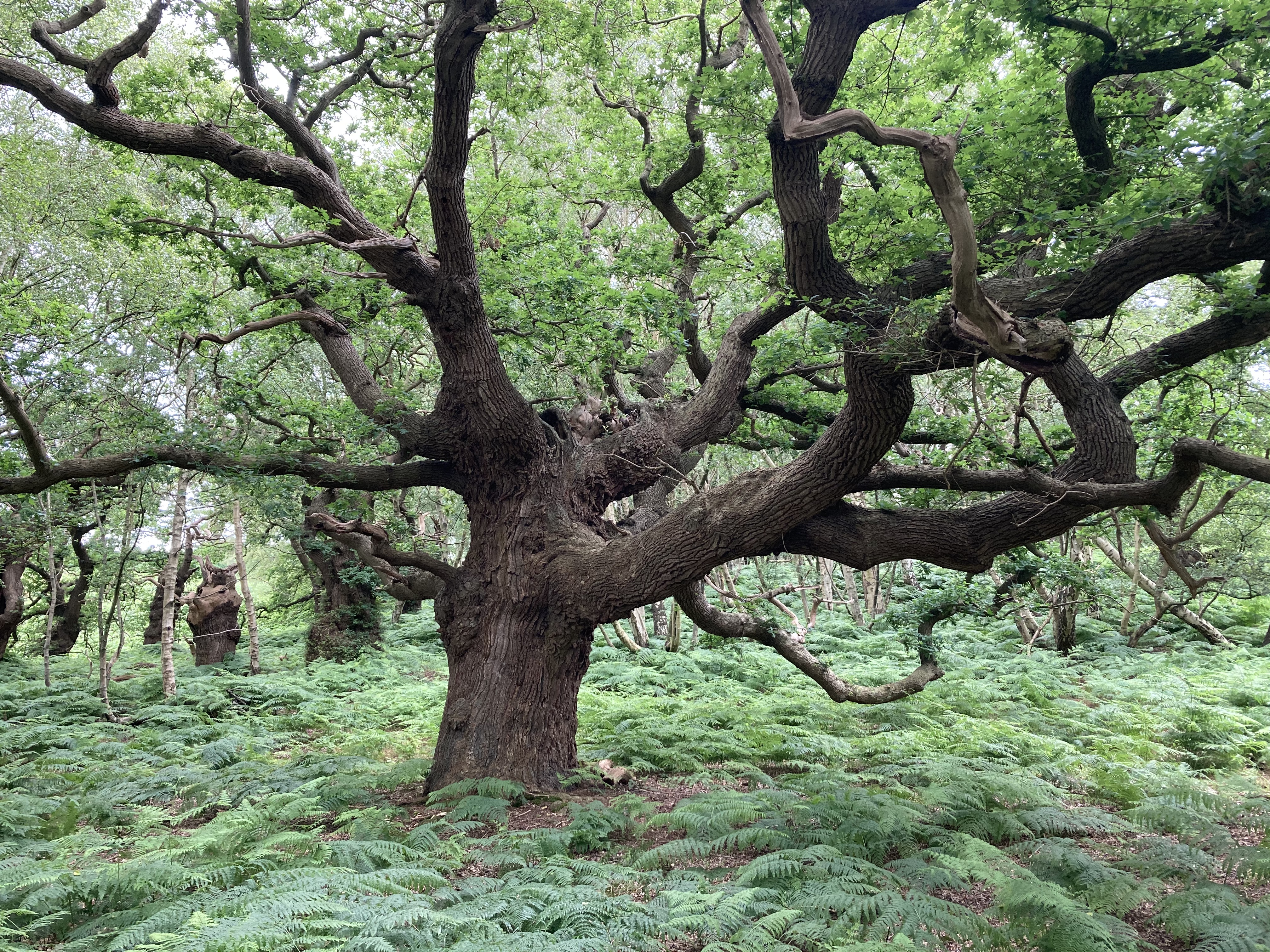 A wonderful ancient oak woodland