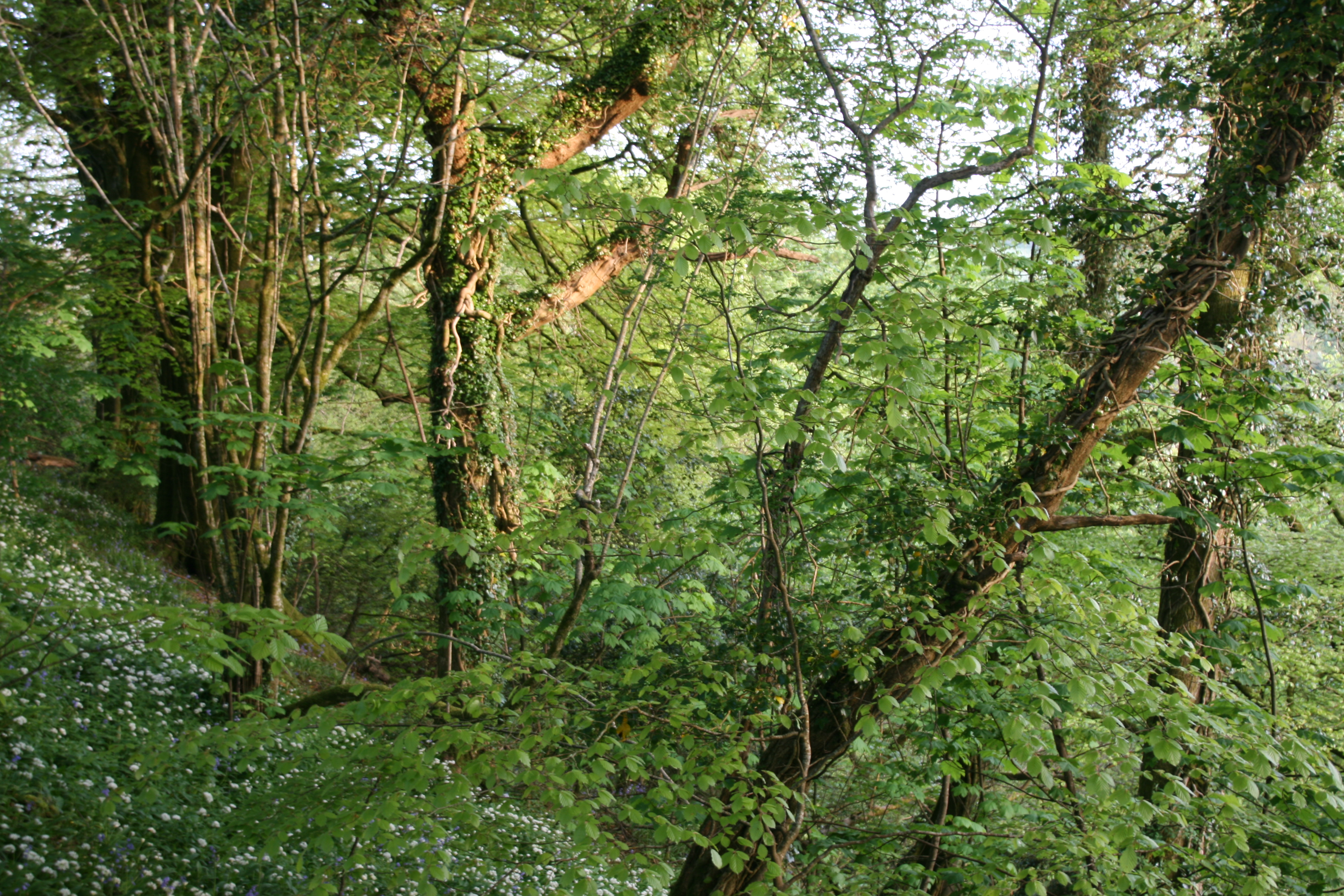 Amongst the many trees to be found across the South Hams