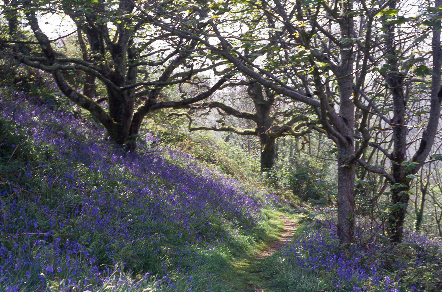 Bluebells in Portlemouth Wood © Clare Pawley